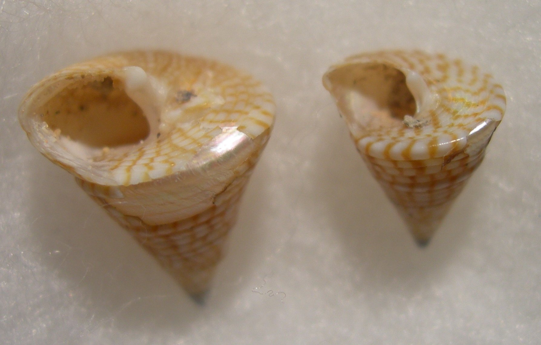 Calliostoma da Korbous Tunisia